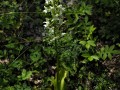 grünliche Kuckucks-Orchidee