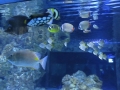 Zella-Mahlis Meeres-Aquarium