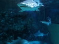 Zella-Mahlis Meeres-Aquarium