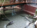 Zella-Mahlis Meeres-Aquarium