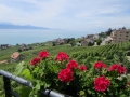 Lausanne  Weingut